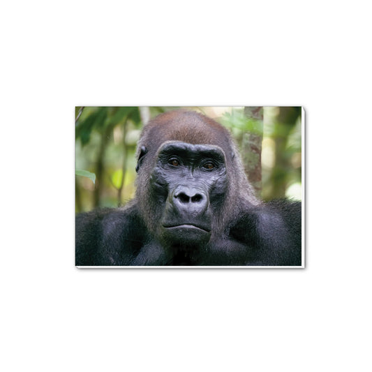 Kamaya the Silverback A5 Notepad by Dave Currey