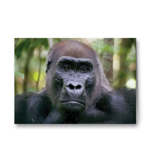 Kamaya the Silverback Greeting Cards Pack of 6 by Dave Currey