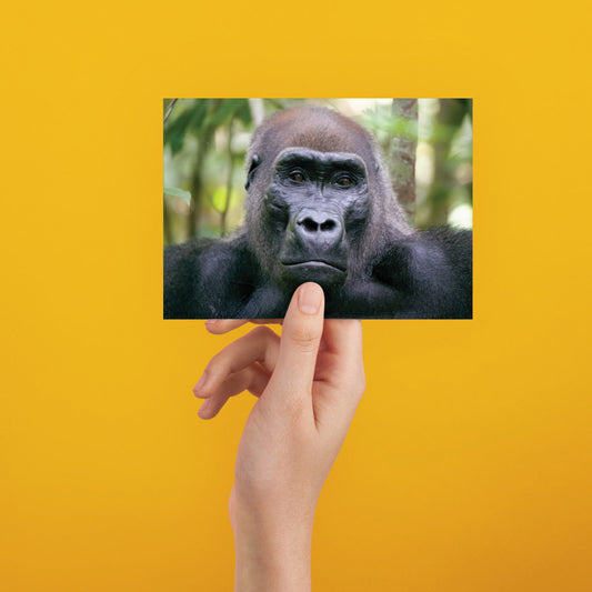 Kamaya the Silverback Postcard Pack of 8 by Dave Currey