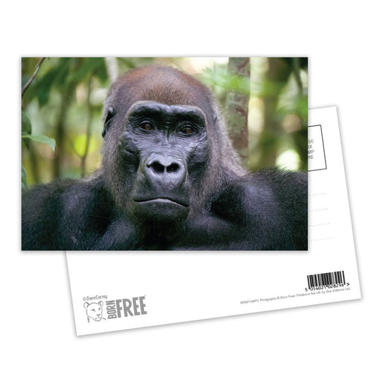 Kamaya the Silverback Postcard Pack of 8 by Dave Currey