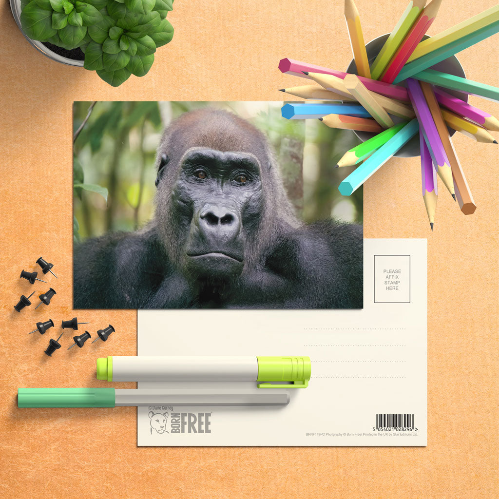 Kamaya the Silverback Postcard Pack of 8 by Dave Currey