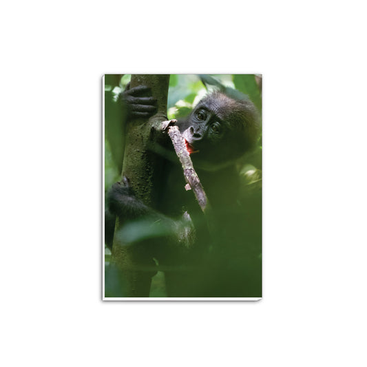 Baby chewing a small branch A5 Notepad by Dave Currey