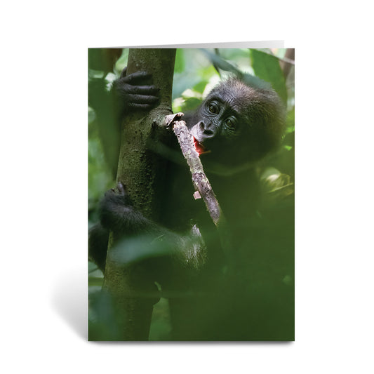 Baby chewing a small branch Greeting Cards Pack of 6 by Dave Currey