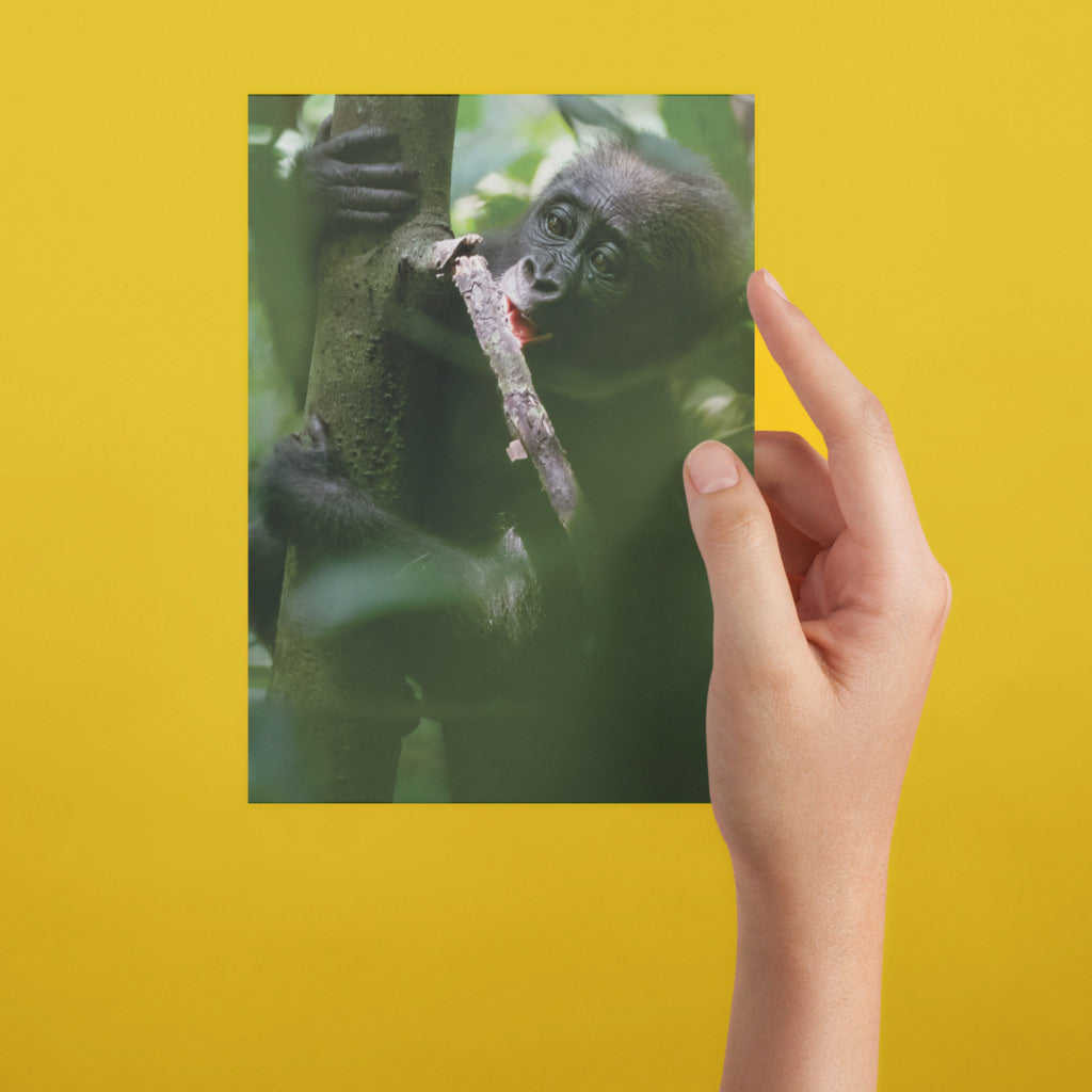 Baby chewing a small branch Postcard Pack of 8 by Dave Currey