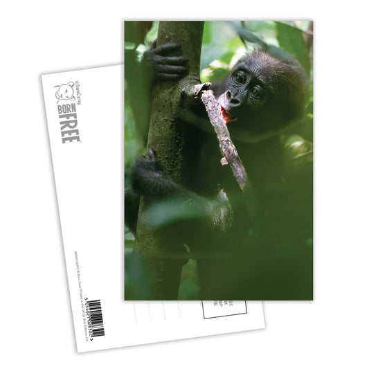 Baby chewing a small branch Postcard Pack of 8 by Dave Currey