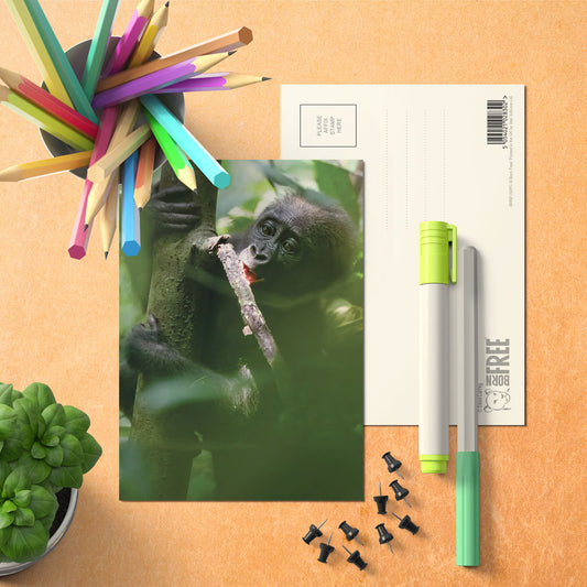 Baby chewing a small branch Postcard Pack of 8 by Dave Currey