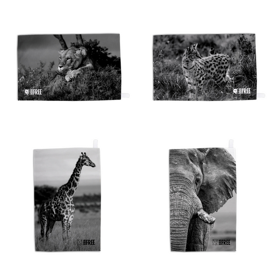 Set of Four Tea Towels by Will Travers (b&w)