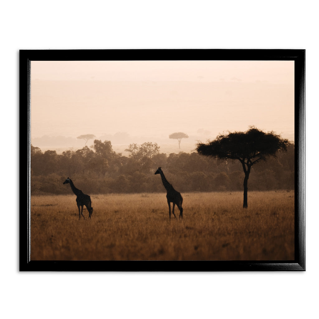 Giraffes in the Wild Art Print by Will Travers