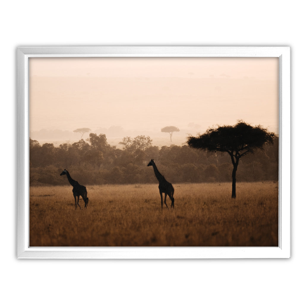 Giraffes in the Wild Art Print by Will Travers
