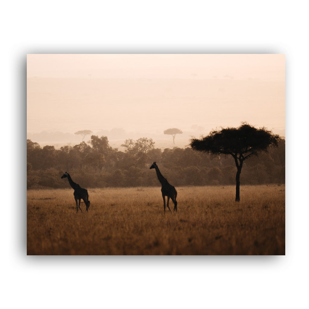 Giraffes in the Wild Art Print by Will Travers