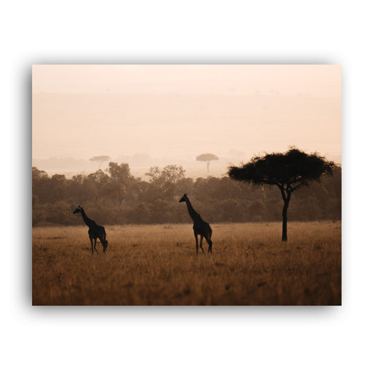 Giraffes in the Wild Art Print by Will Travers