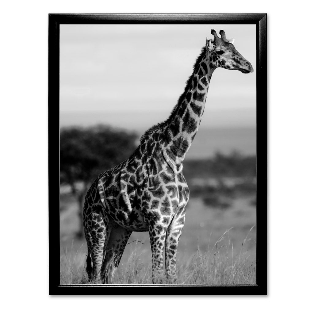 Tall Standing Giraffe Art Print by Will Travers