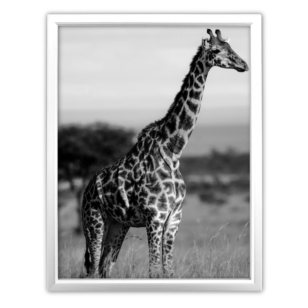 Tall Standing Giraffe Art Print by Will Travers