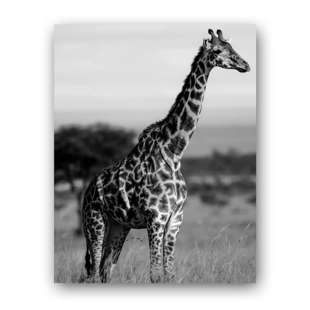 Tall Standing Giraffe Art Print by Will Travers