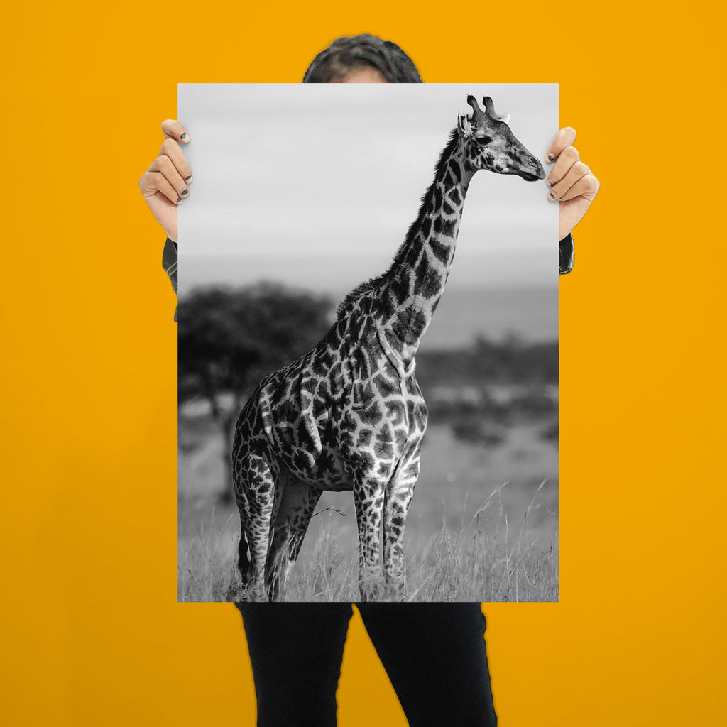 Tall Standing Giraffe Art Print by Will Travers