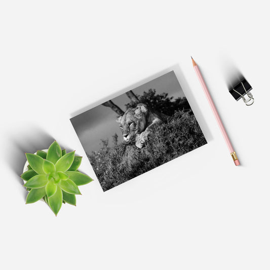 Lioness A5 Notepad by Will Travers