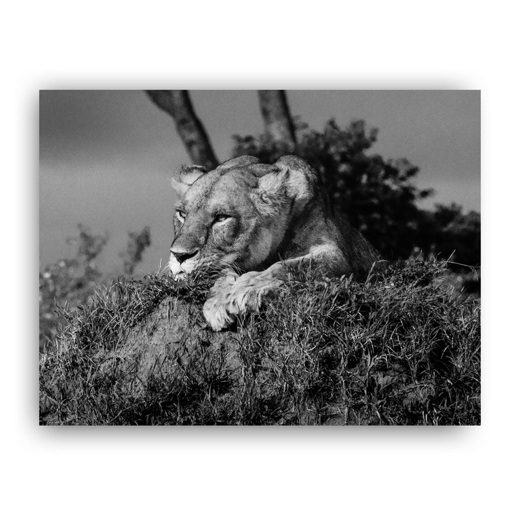 Lioness Black and White Art Print - Born Free Photography