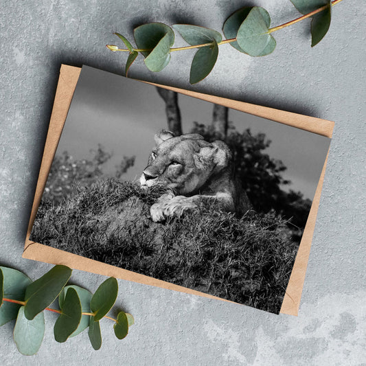 Lioness Black and White Greeting Cards - Pack of 6