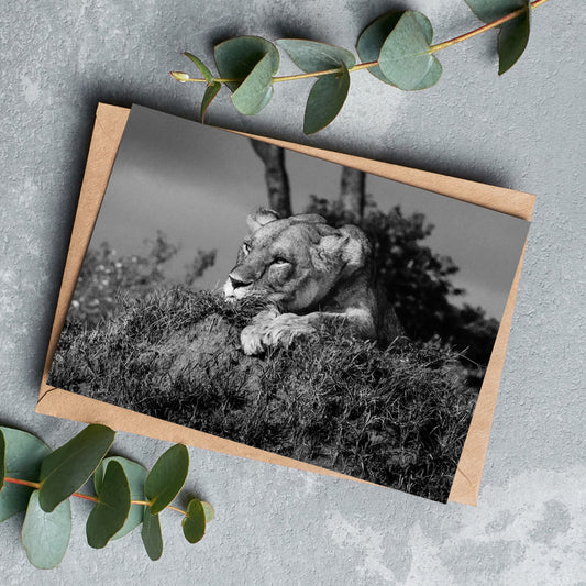 Lioness Greeting Cards by Will Travers - Pack of 6