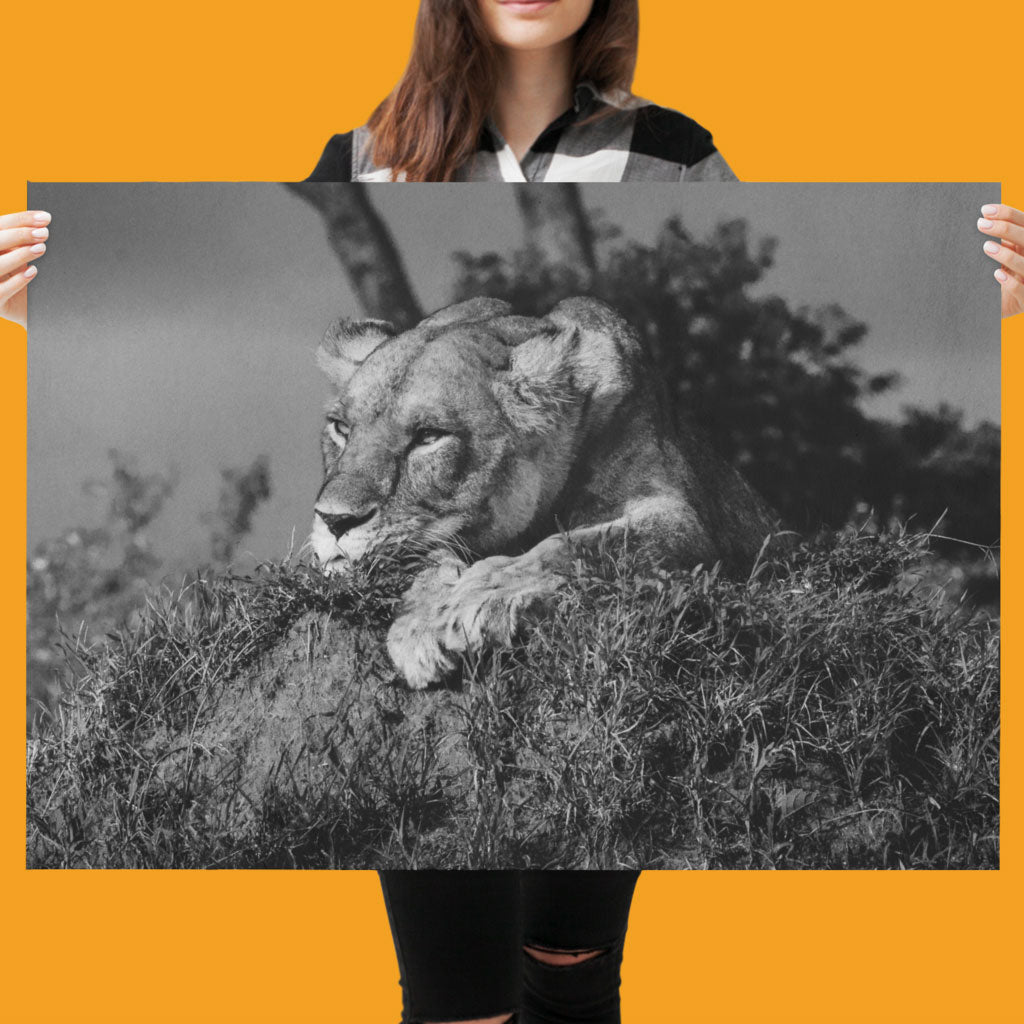 Lioness Art Print by Will Travers