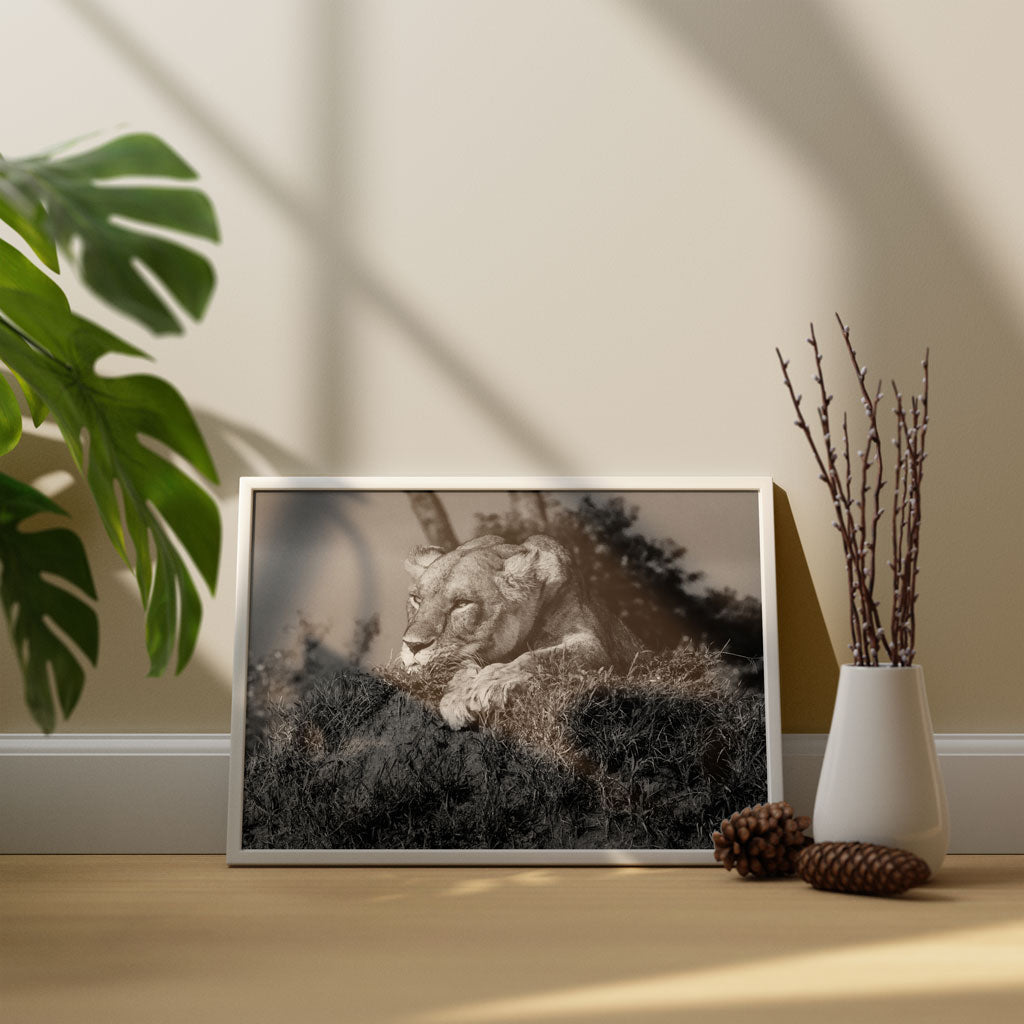 Lioness Art Print by Will Travers