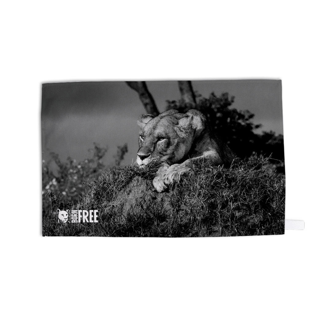 Lioness Black and White Tea Towel - Born Free Photography