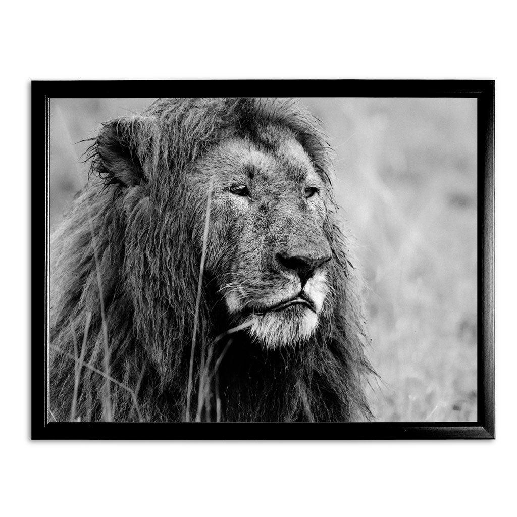 Proud Lion Black and White Art Print - Born Free Photography