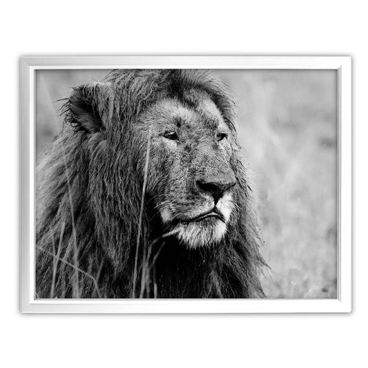 Proud Lion Black and White Art Print - Born Free Photography