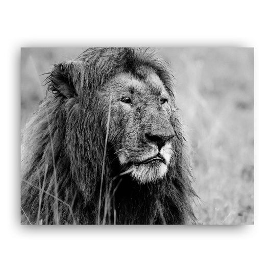 Proud Lion Black and White Art Print - Born Free Photography