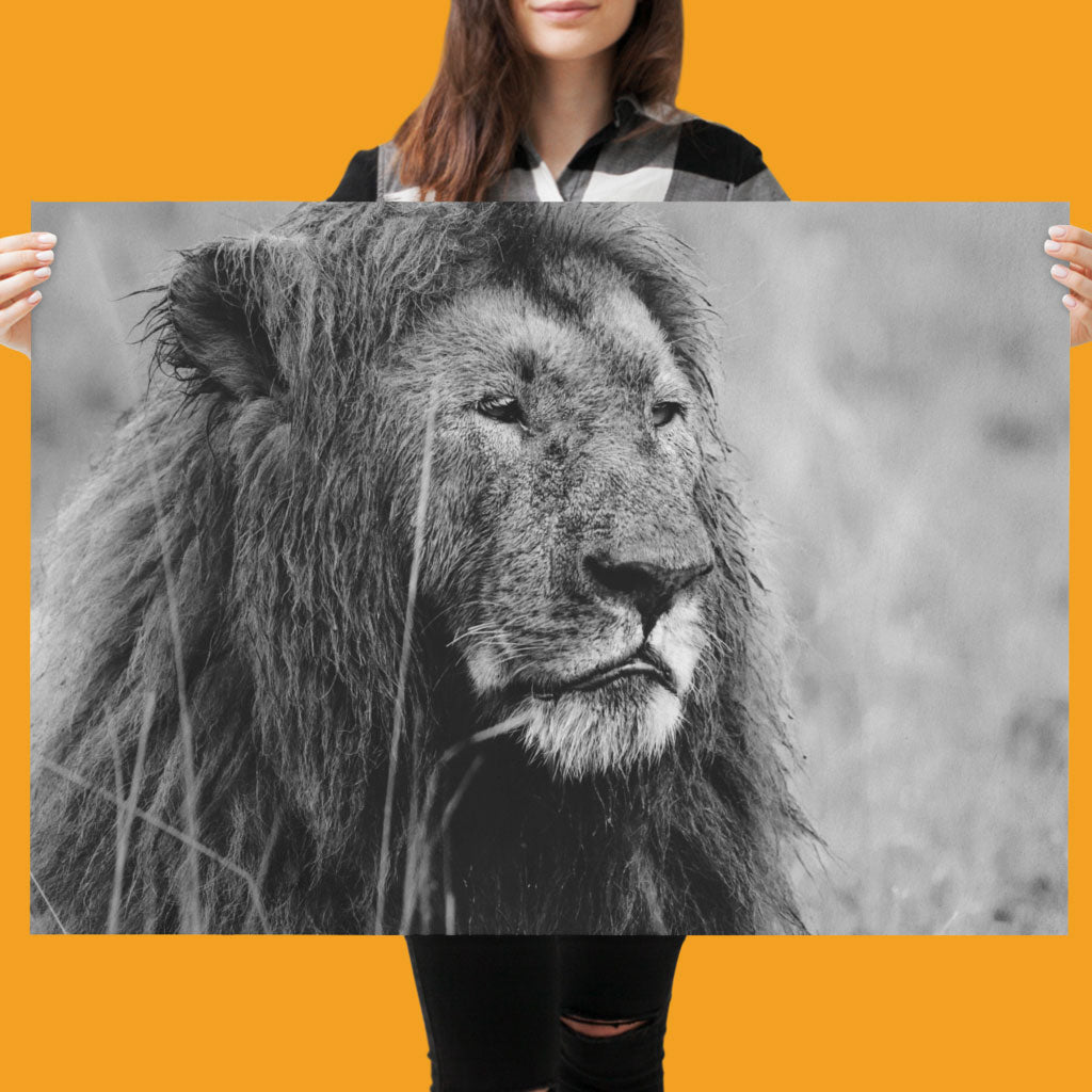 Proud Lion Art Print by Will Travers