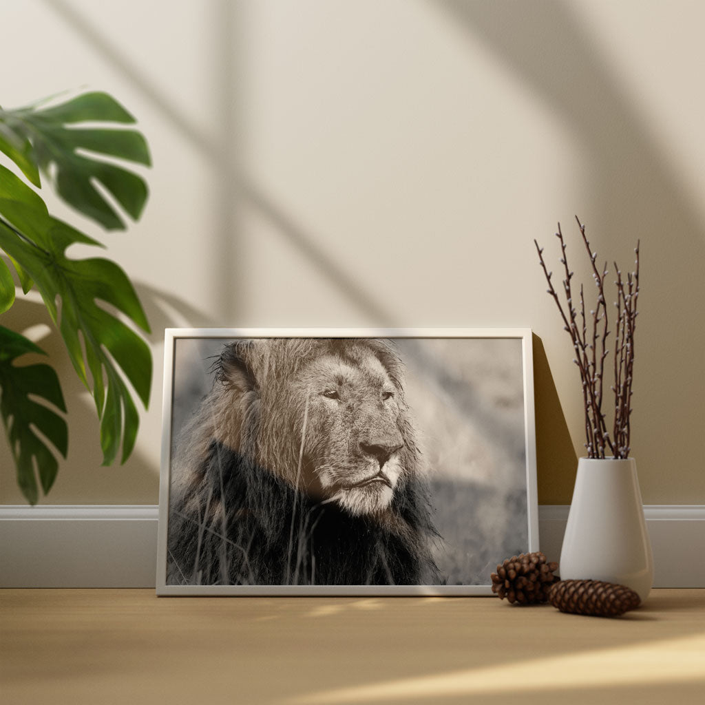 Proud Lion Art Print by Will Travers