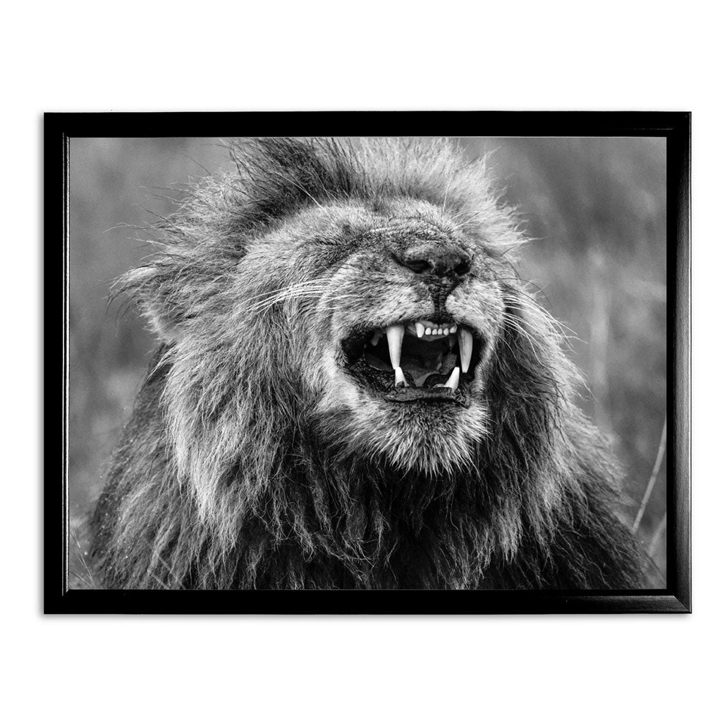 Happy Lion Art Print by Will Travers