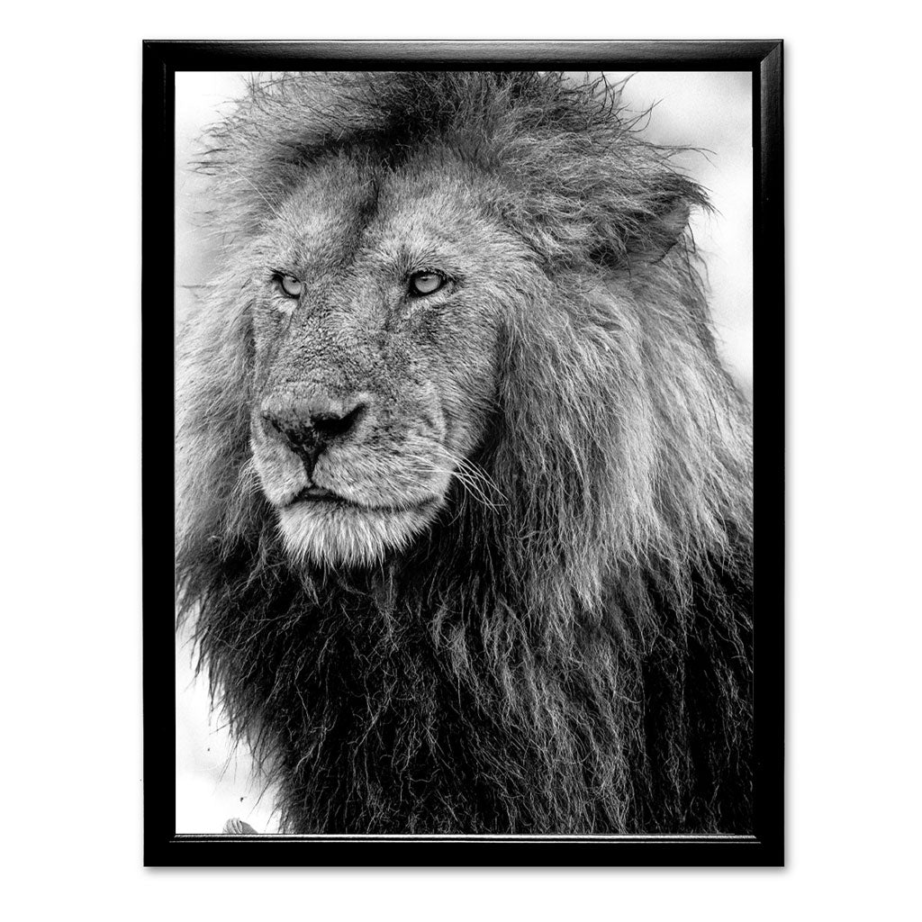Handsome Lion Art Print by Will Travers