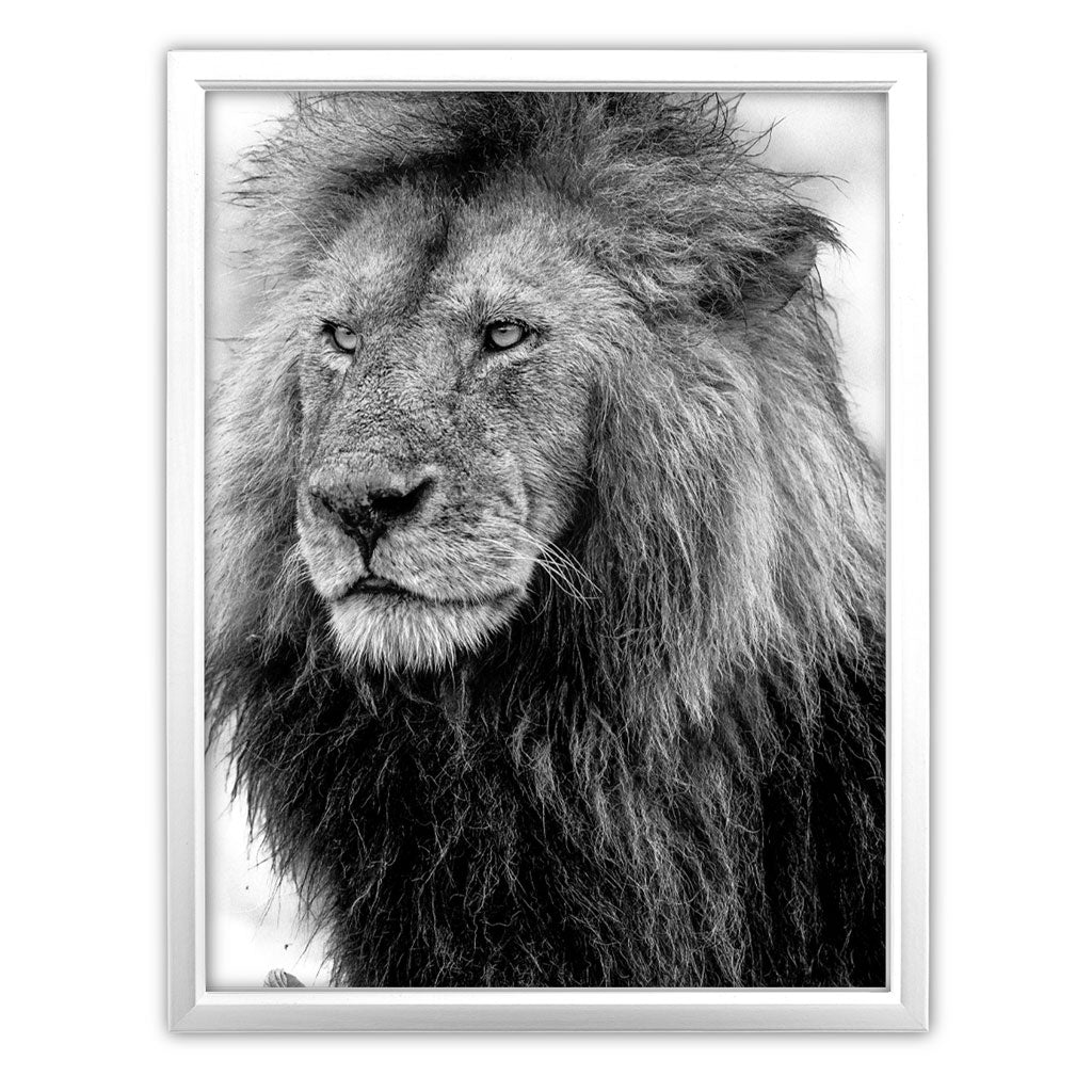 Handsome Lion Art Print by Will Travers