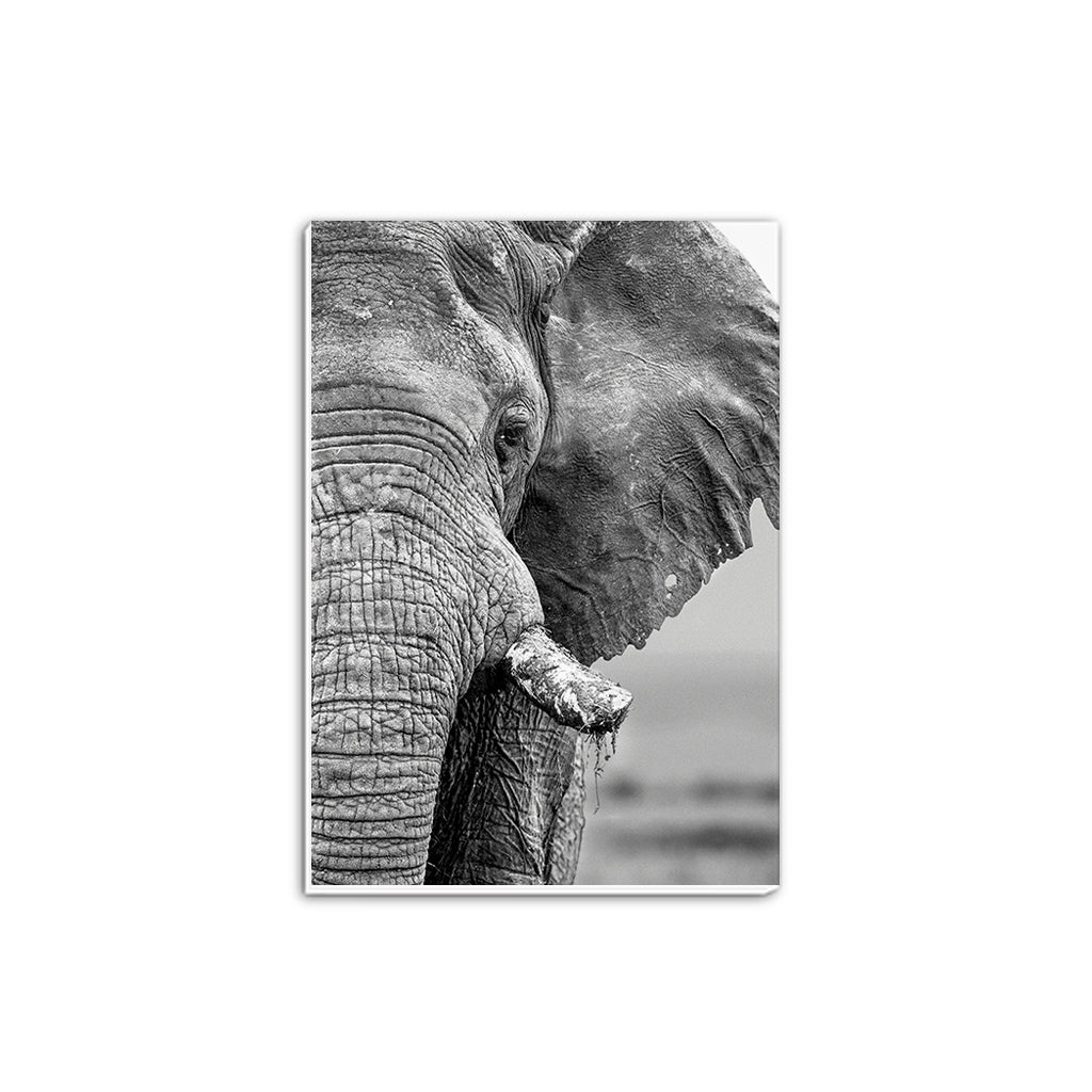 African Elephant A5 Notepad by Will Travers