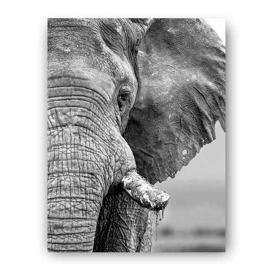 African Elephant Art Print by Will Travers
