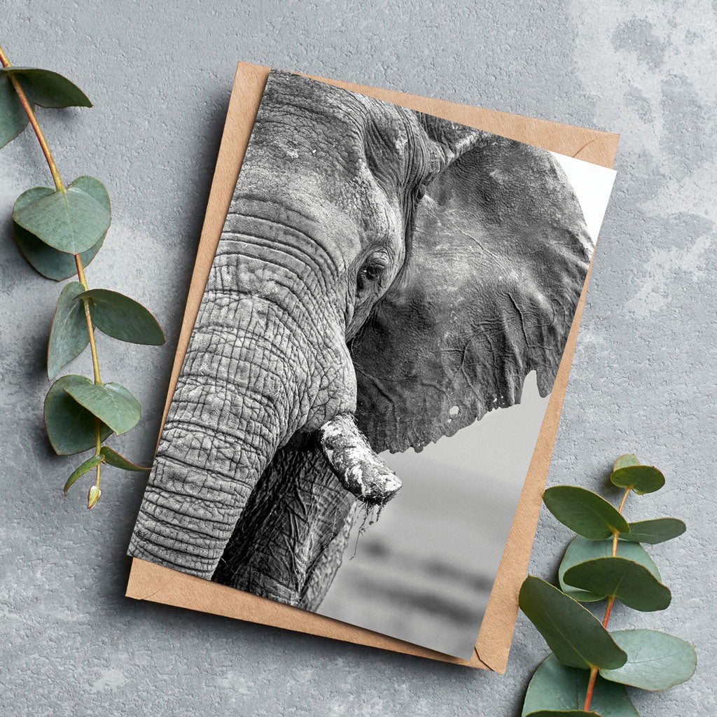 African Elephant Greeting Cards by Will Travers - Pack of 6