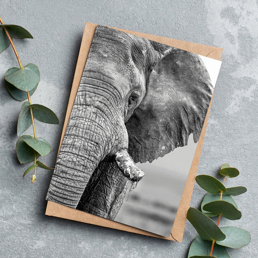 African Elephant Black and White Greeting Cards - Pack of 6