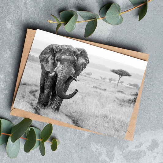 Elephant in the Wild Greeting Cards by Will Travers - Pack of 6