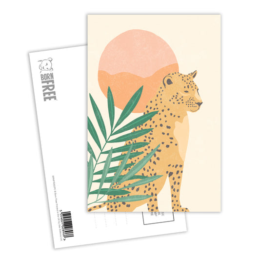 Sunset Safari Postcard Pack of 8