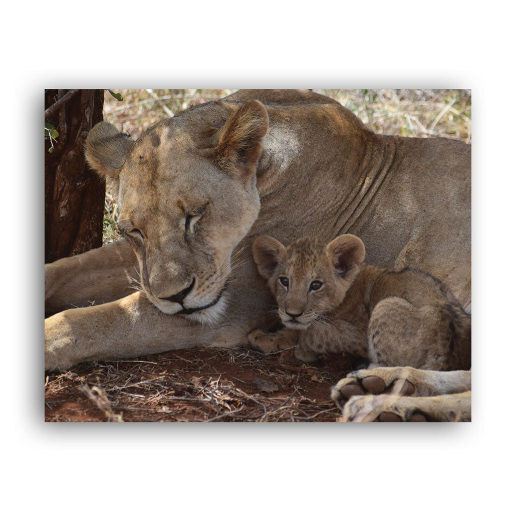 Lioness & Cub Art Print by Will Travers