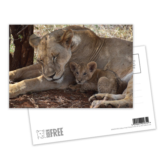 Lioness & Cub Postcard by Will Travers - Pack of 8