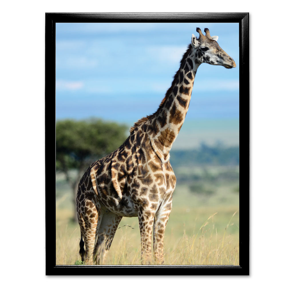 Giraffe Art Print by Will Travers