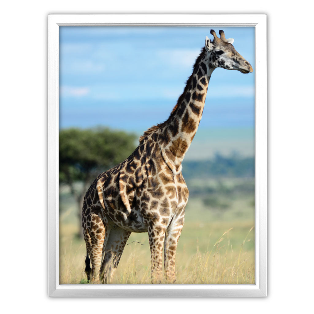 Giraffe Art Print by Will Travers