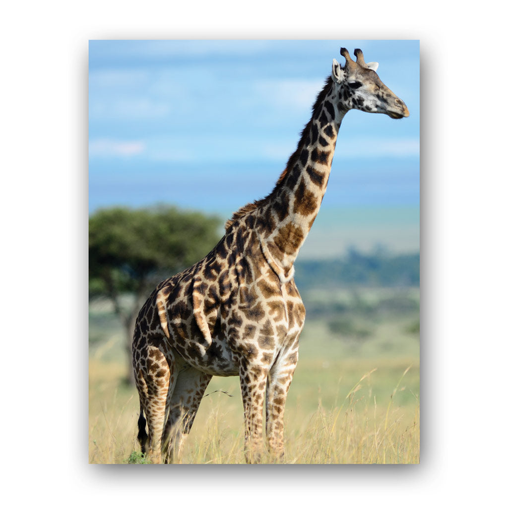 Giraffe Art Print by Will Travers