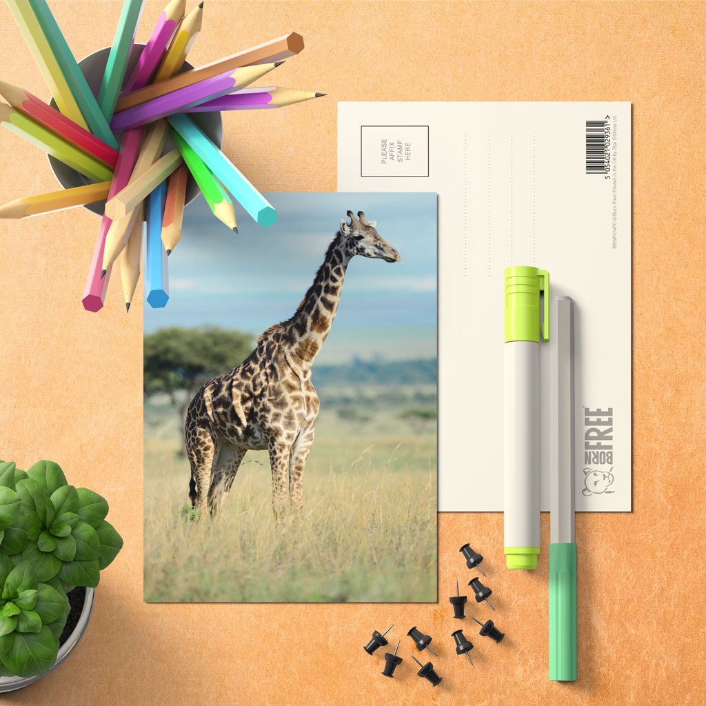 Giraffe Postcard by Will Travers - Pack of 8