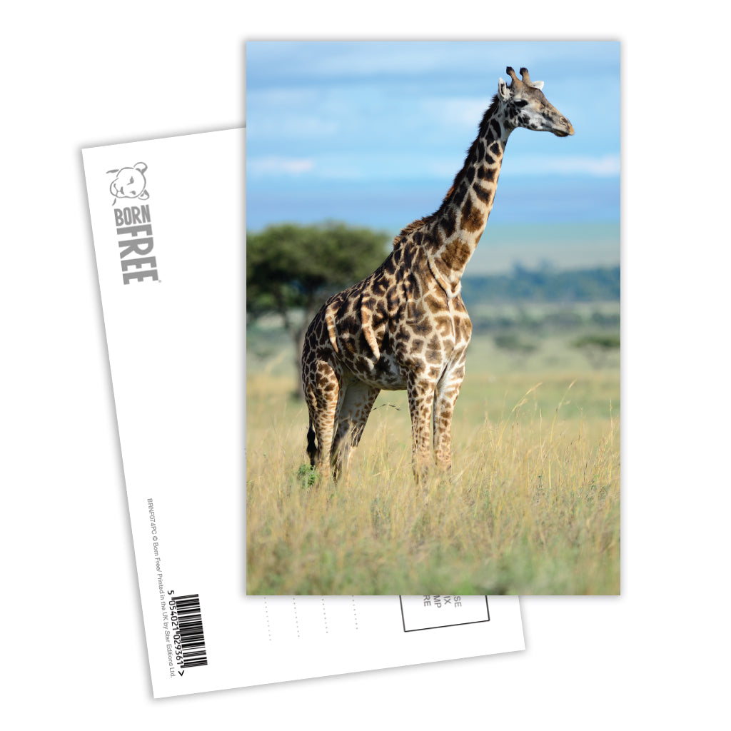 Giraffe Postcard by Will Travers - Pack of 8