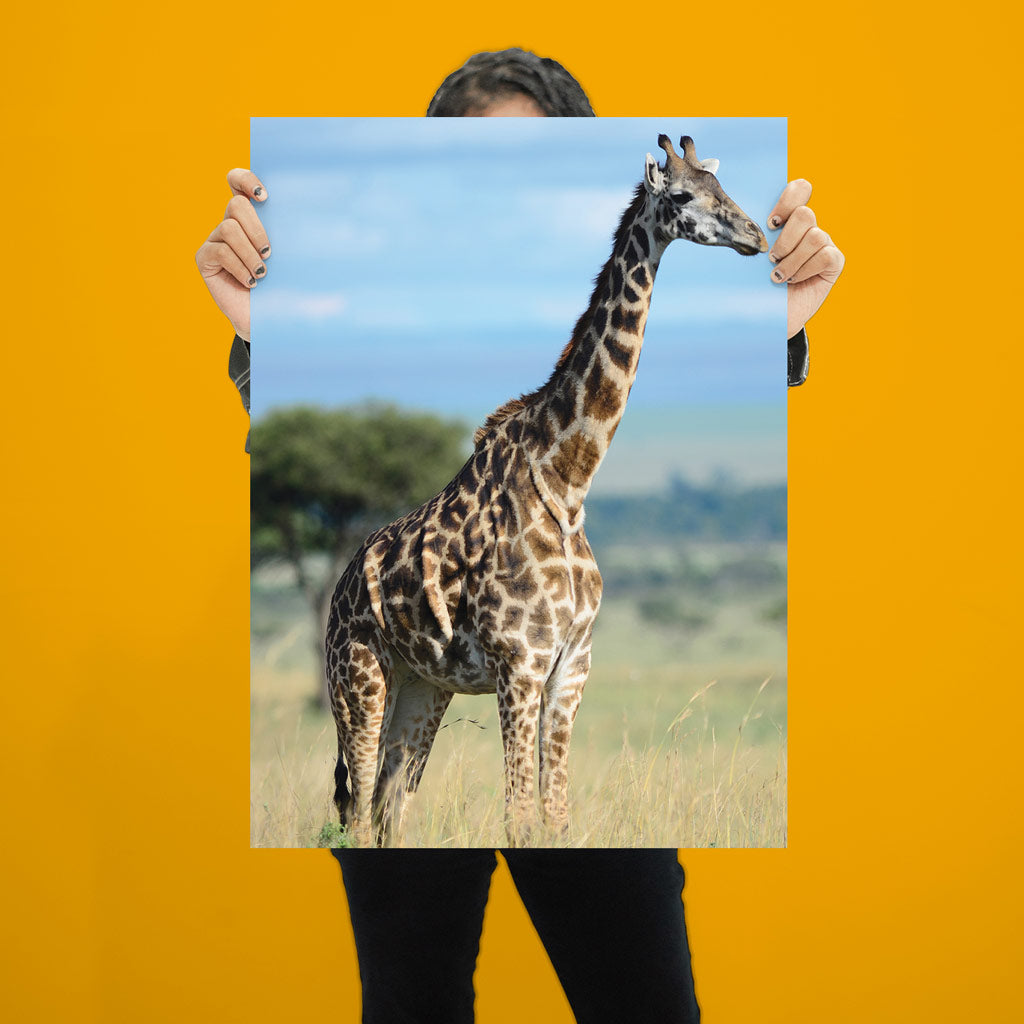 Giraffe Art Print by Will Travers