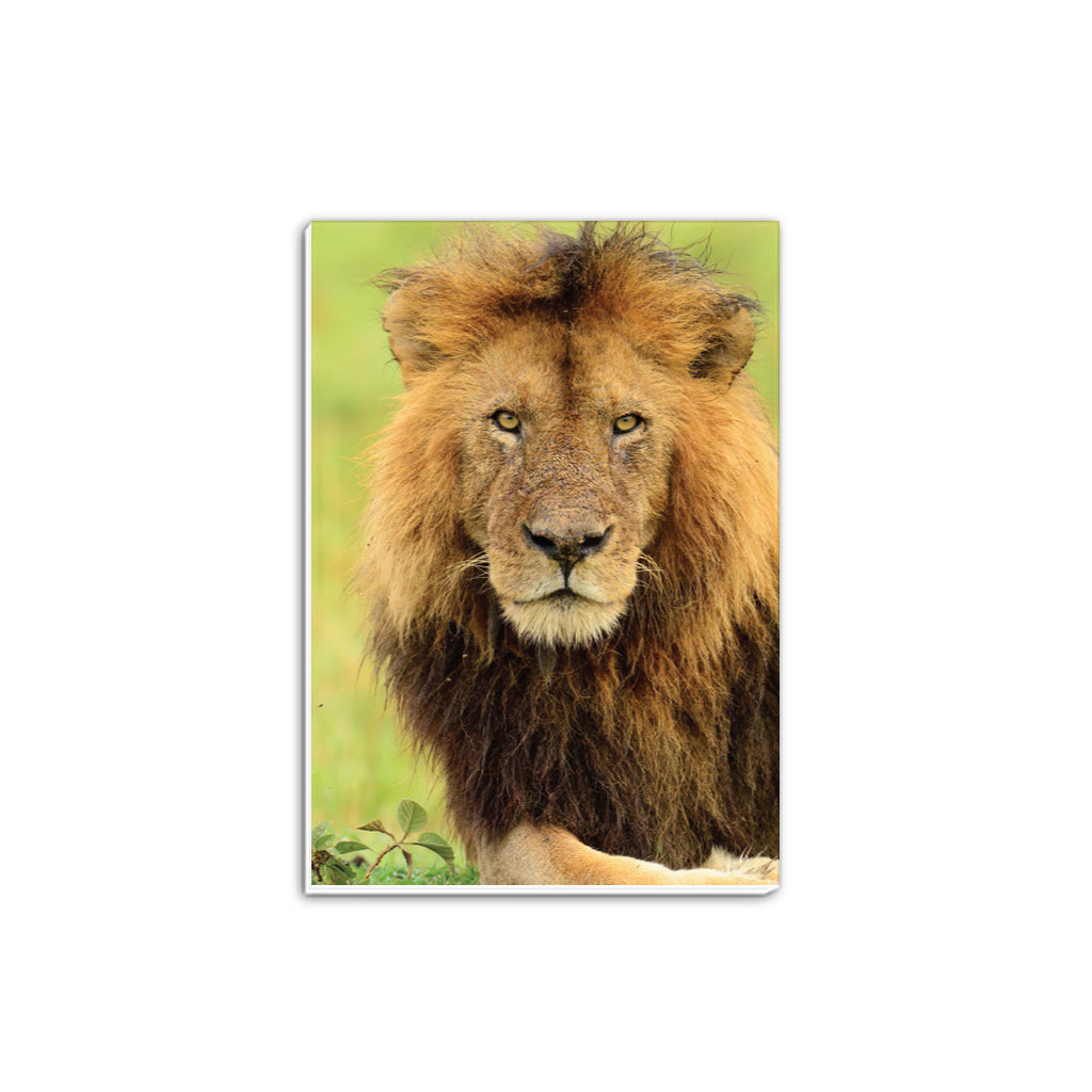 Stalking Lion A5 Notepad by Will Travers