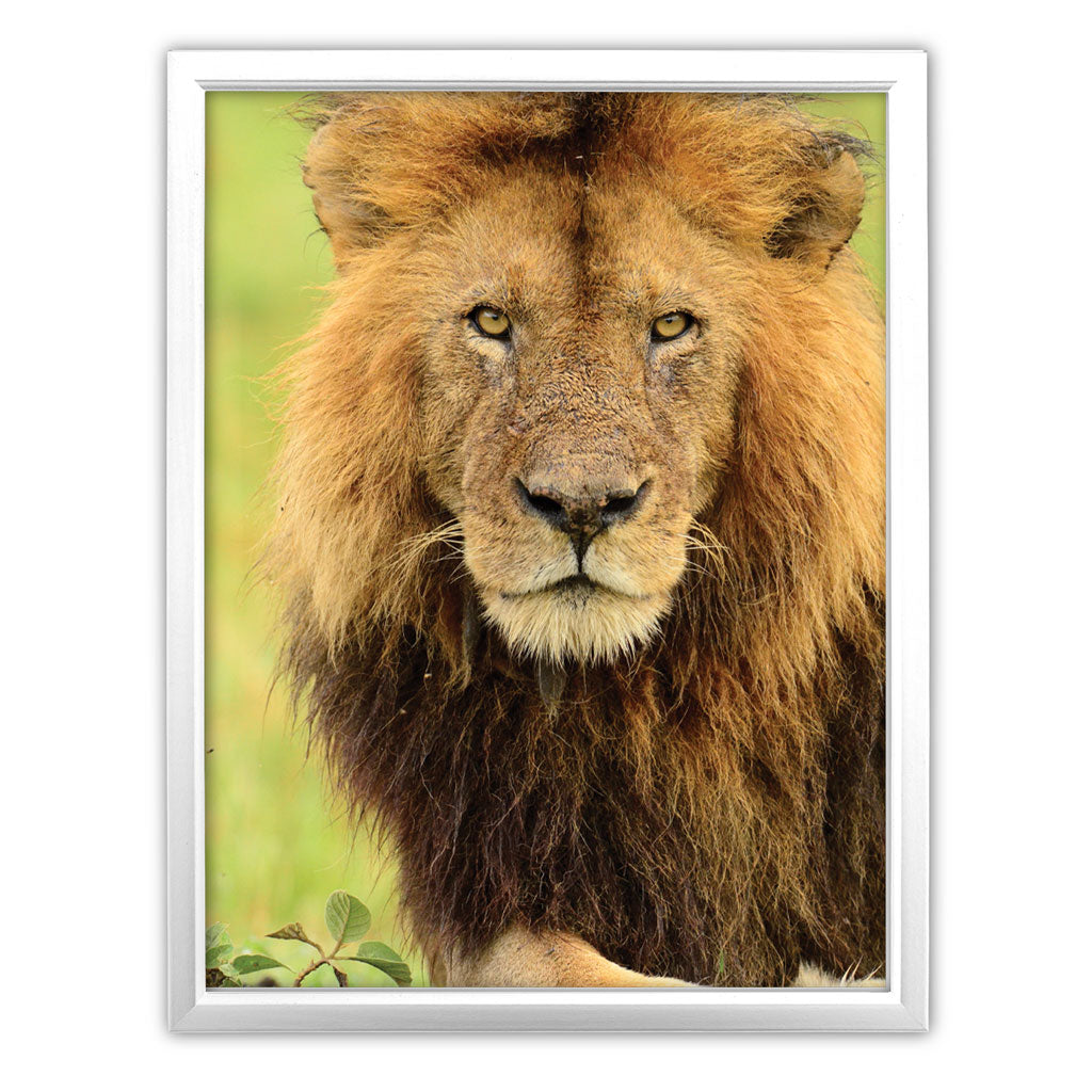 Stalking Lion Art Print by Will Travers